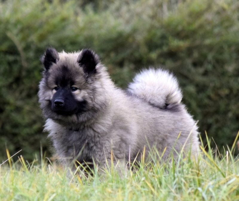 Du Royaume Des Terres Gelées - Eurasier - Portée née le 18/09/2016