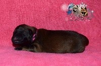 CHIOT Rose et Noir 