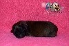 CHIOT Rose et Noir 