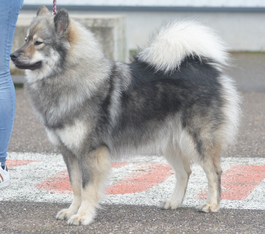 Nilori dit naïvy Du Royaume Des Terres Gelées