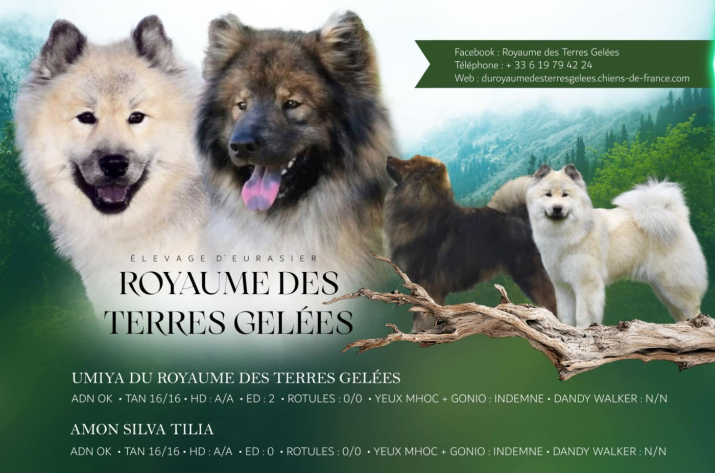 Chiot Eurasier Du Royaume Des Terres Gelées