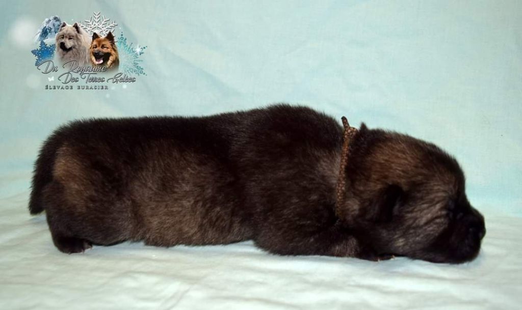 Du Royaume Des Terres Gelées - Eurasier - Portée née le 23/01/2020