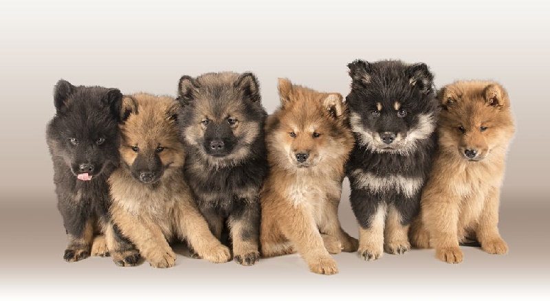 Du Royaume Des Terres Gelées - Eurasier - Portée née le 06/12/2014