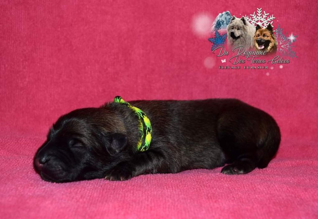 Du Royaume Des Terres Gelées - Eurasier - Portée née le 29/01/2020