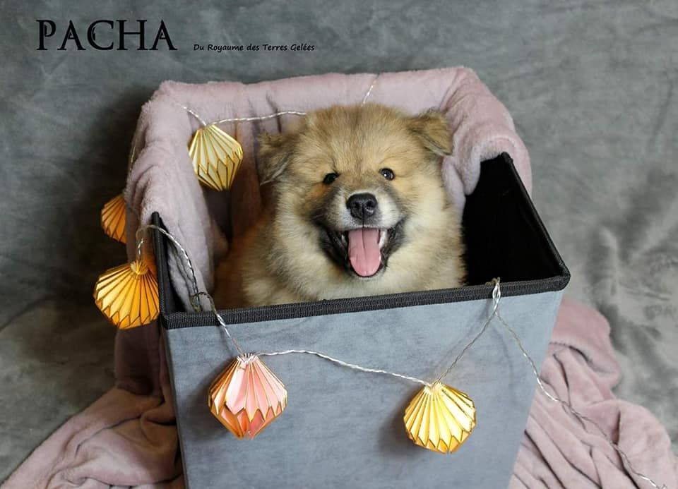 Du Royaume Des Terres Gelées - Eurasier - Portée née le 12/01/2019