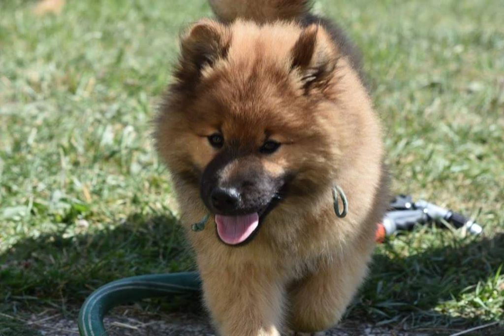 Du Royaume Des Terres Gelées - Eurasier - Portée née le 08/04/2017